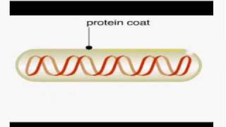 Phage display method [upl. by Adiv]