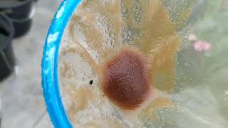 How to culture daphnia moina in a small container Part 1 English Subtitle [upl. by Anemaj106]