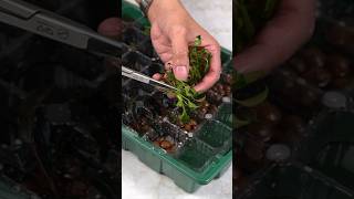 My emersed plant farm experiment aquarium aquascape plantedtank aquascaping [upl. by Hose]