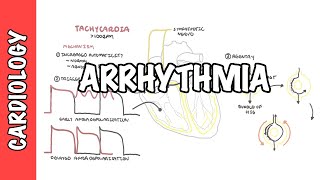 Arrhythmia Overview  Mechanism of bradyarrhythmia and tachyarrhythmia [upl. by Aihsenet]