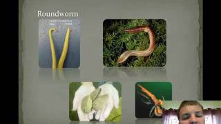 Invertebrate Introduction [upl. by Sansbury269]