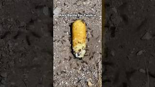 Ants battle over Twinkie ants battle experiment pigs [upl. by Eikcim387]