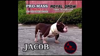 “JACOB” for PROMASS ADVANCE amp ROYAL GROW frkvetkennel [upl. by Bryce]