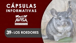 Cápsulas Informativas AVISA 39 Los Roedores [upl. by Tod799]