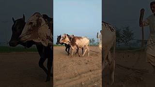 A pair of oxen are working in the fieldsvillagelife [upl. by Bbor]