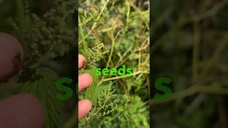 How to harvest and dry nettle seeds [upl. by Nitsoj457]