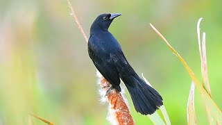 Você conhece o Carretão Agelasticus cyanopus também chamado por dorémipreto e iratauáunicolor [upl. by Ynabla]