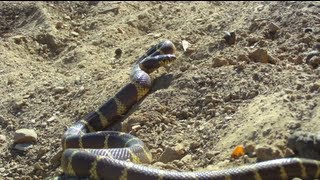 The California King Snake [upl. by Mycah858]