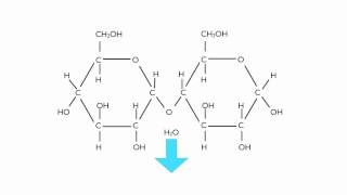 Condensation Polymerisation Glucose to Maltose [upl. by Gnni]