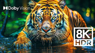 WILD WORLD DOLBY VISION™  EXTREME COLORS 8K HDR [upl. by Cher]