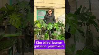 Monstera bitkilərinin satışı Bakı şəhəri Bayıl qəsəbəsiTel994553497070monstera [upl. by Lamprey176]