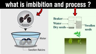 imbibition  role of imbibition in plant life  process of imbibition  in Hindi [upl. by Eenolem411]