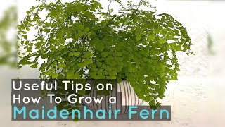 How To Grow a Maidenhair Fern  Useful Tips [upl. by Linnette]