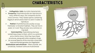 Chytridiomycota [upl. by Perle202]