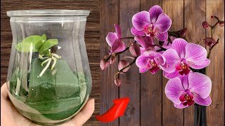 ❤️Techniques for propagating hundreds of orchids at home [upl. by Kaila177]