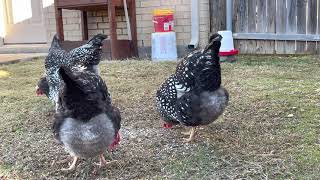 OUR SILVER LACED WYANDOTTE CHICKENS 8 MONTHS [upl. by Okimat596]