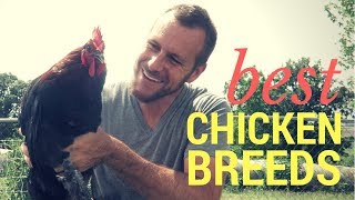 The Best Chicken Breeds [upl. by Hcurob]