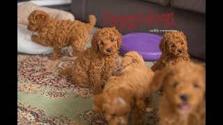 Cavoodle dogs playing amp barking with their 75 week old puppies  make you laugh out loud [upl. by Annirok]