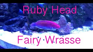 Ruby Head Fairy Wrasse  Reef Tank [upl. by Alletnahs]