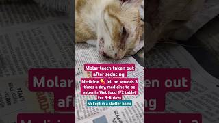 टूटे दांत निकलवाऐ Molar teeth brokentaken out by Veterinary doctor after sedating Cat 4 days दवाई [upl. by Lemmy]