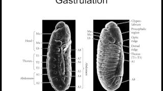 Lecture 5 Invertebrate Model Organisms [upl. by Danna]