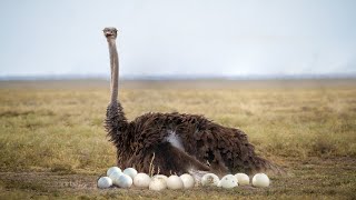 How Wild Ostrich Giving Birth In The Wild [upl. by Nirek]