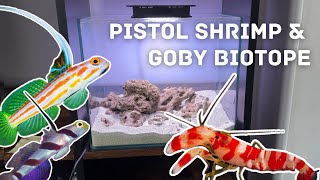 Pistol shrimpgoby pico marine quotbiotopequot  Ep 1 concept tank hard scape [upl. by Dub]