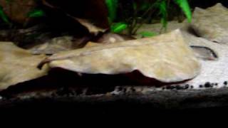 Corydoras arcuatus [upl. by Greg311]