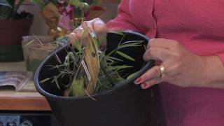 Gardening Caring for Plants  How to Grow Bamboo Indoors [upl. by Bunde442]