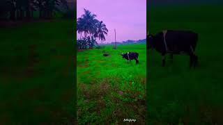 ഈ song എന്തോ ഭയങ്കര ഇഷ്ടം ❤️ tamilsong song lovesong suriya nature whatsappstatus [upl. by Emelita]