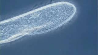 Paramecium cilia movement [upl. by Nitin]