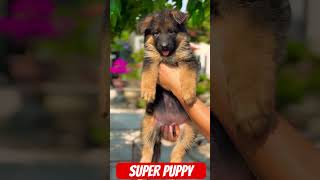 😍😍 super puppy😍😍 Malinois training dog malinois becgiegermanshepherd chó pets dog [upl. by Hobbie672]