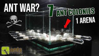 7 ANT COLONIES in 1 ARENA ANT WAR or JOIN FORCES [upl. by Eki]