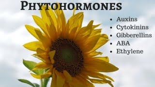 PHYTOHORMONE INTRODUCTION BASIC OF PLANT HORMONE [upl. by Wiskind]