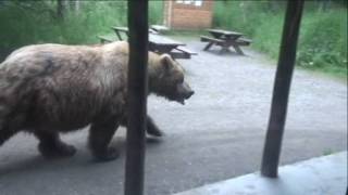 Must See Huge Brown Bear walking past Brooks Lodge Ranger Station HD [upl. by Reddin]