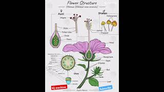 Flowers 💐 structure biology reproduction science boardexams mpboard class 10amp1212science gk [upl. by Cassilda]