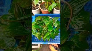 Philodendron micans plant propagation in water trending propagation shorts [upl. by Clein857]