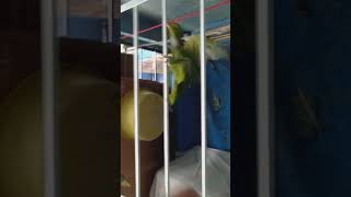 Calamardo es un buen escalador loro parrot birds chayanne loros [upl. by Yarvis]