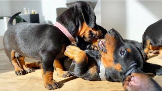 6 playing dachshund puppies [upl. by Coster]