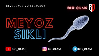 MEYOZ SIKLI  MaqsudxonMominxonov [upl. by Dolly]