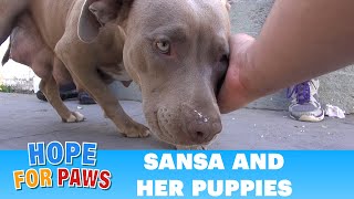 Sansa amp puppies Rescuing a homeless family from under a house Please share  dog [upl. by Elodea]