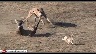 flying rabbit  Greyhound race 2018  hare coursing [upl. by Collis]