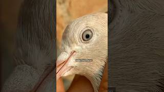 ustad joban tanel pigeon amitsar kabotar kabutar trending birdspecies pakistan kabootar [upl. by Bottali]