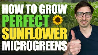 How to Grow Sunflower Microgreens FULL WALKTHROUGH  Tips amp Tricks with Donny Greens [upl. by Broadbent]