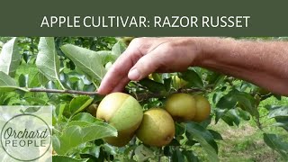 Apple Cultivar Profile Razor Russet apple [upl. by Enoval829]