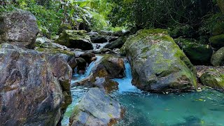 Waterfall Sounds In The Big Forest Babbling Brook Sounds Nature ASMR for Relaxation and Focus [upl. by Marie-Ann]