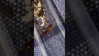 Lasius Murphyi Hybrid Day 2 Pupae introduced [upl. by Peppard]