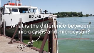 HABs FAQs What is the difference between microcystis and microcystin [upl. by Acirretahs]