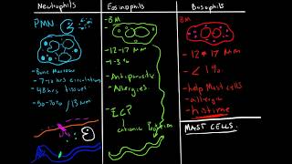 Immunology  Granulocytes Function Neutrophils Basophils Eosinophils [upl. by Lewis]