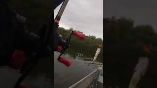 Every bass anglers nightmare fishing bassfishing bass catchoftheday [upl. by Ymrej488]